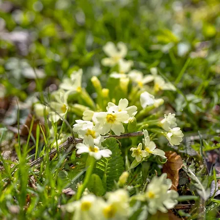 Stalica Little Barn * Mala Ucka