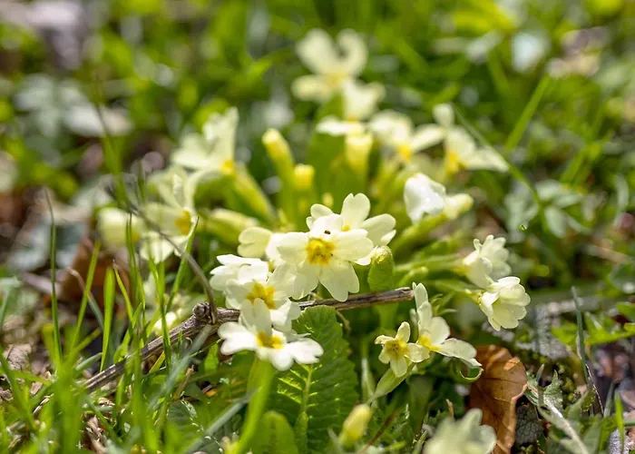 Stalica Little Barn * Mala Ucka